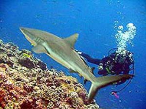 Gray Reef Shark at New Drop Off -Palua by M. Dalsaso 